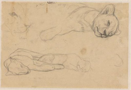 Studies of lions