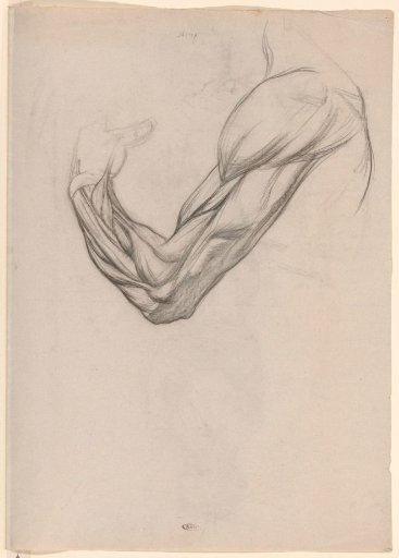 Anatomical Study of the Muscles of a Right Arm