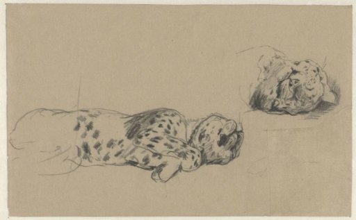 Two studies of a leopard