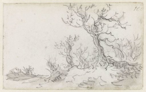 Bare Trees by a Road