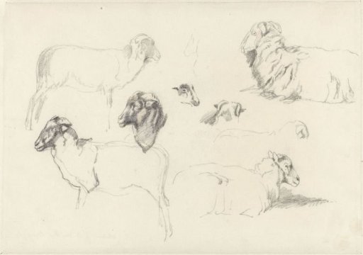 Studies of sheep