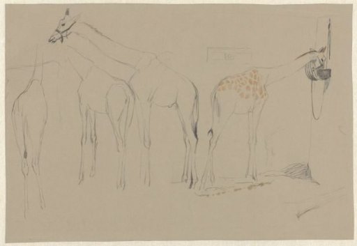 Sketch sheet with studies of giraffes