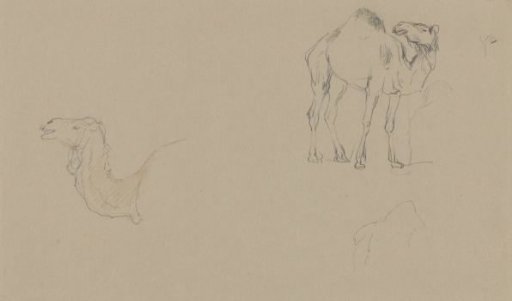 Sketch sheet with studies of a camel