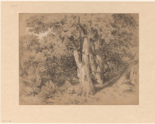Massive trees in hilly terrain