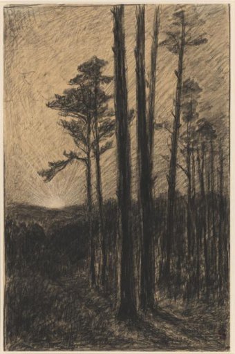 Forest with a setting sun