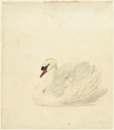 Whooper Swan