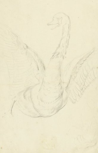 Swan with Spread Wings