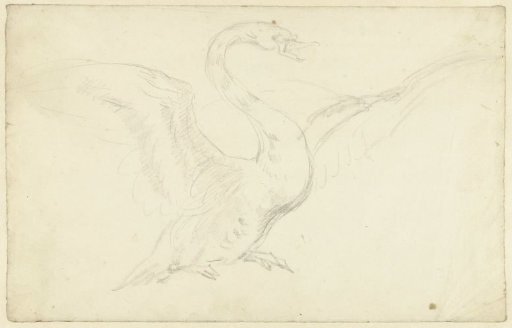 Study of a Swan with Spread Wings