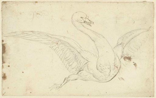 Study of a Swan with Spread Wings