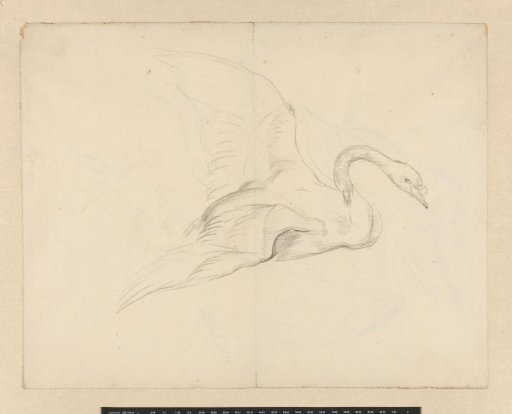 Study of a swan