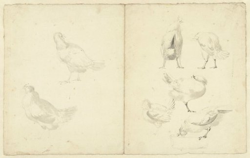 Study Sheet with Seven Chickens