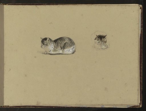 Reclining cat