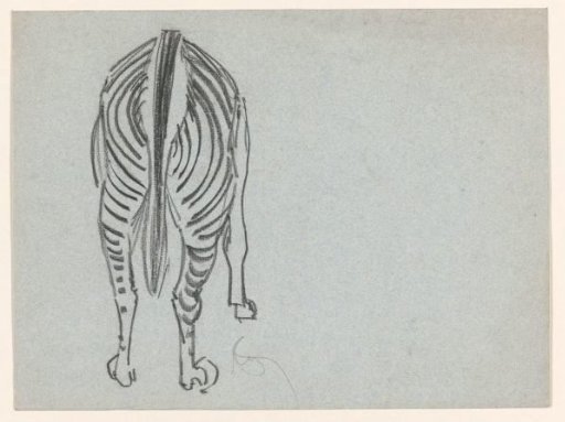 Zebra, seen from behind