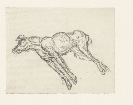 Dead dog