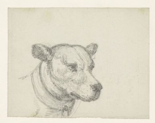 Dog's head