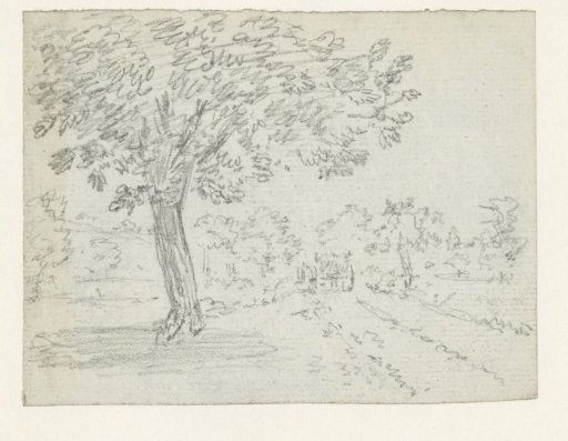 Large tree by a country road