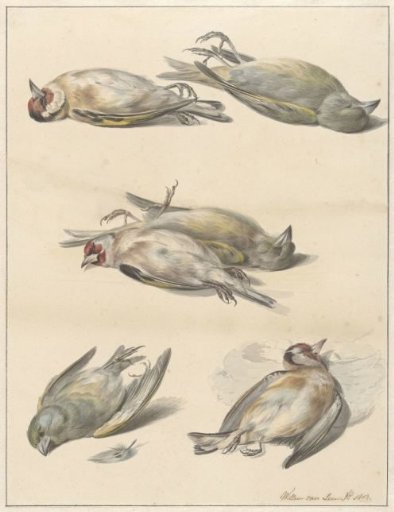 Six Dead Birds