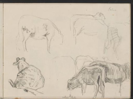 Study sheet with sheep at Exloo