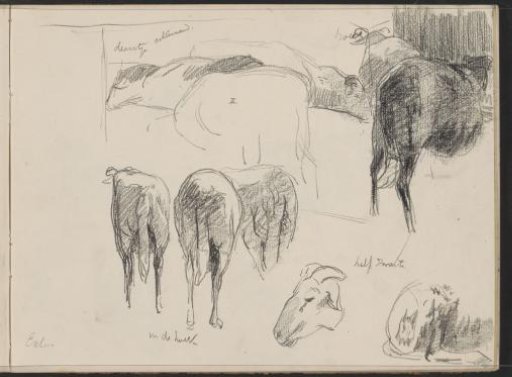 Study sheet with sheep at Exloo