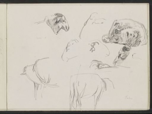 Study sheet with sheep at Exloo