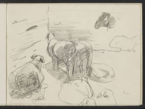 Study sheet with sheep at Exloo