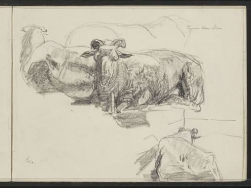 Recumbent sheep at Exloo