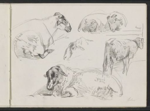 Study sheet with sheep at Exloo
