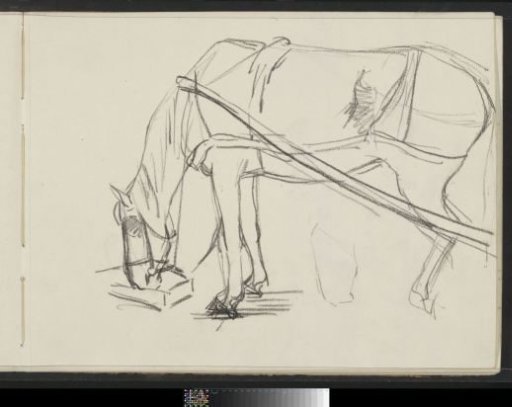 Draft horse eating from a trough