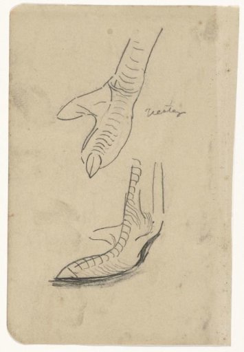 Legs of a bird
