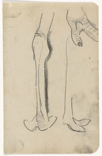 Legs of a bird