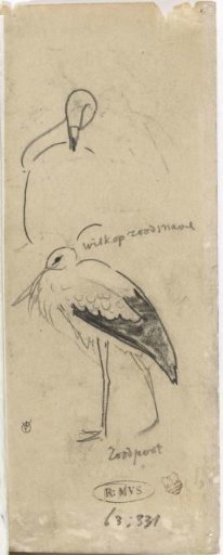 Stork