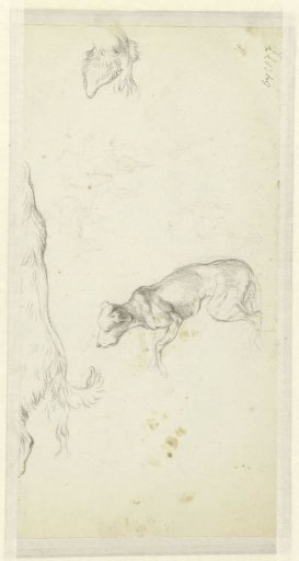 Three dog studies