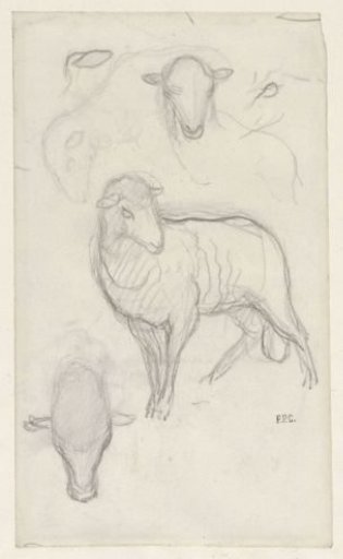Study of a sheep and three sheep heads