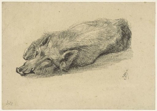 Lying pig, head to the left