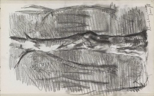 View of a forest in Beekhuizen, Velp