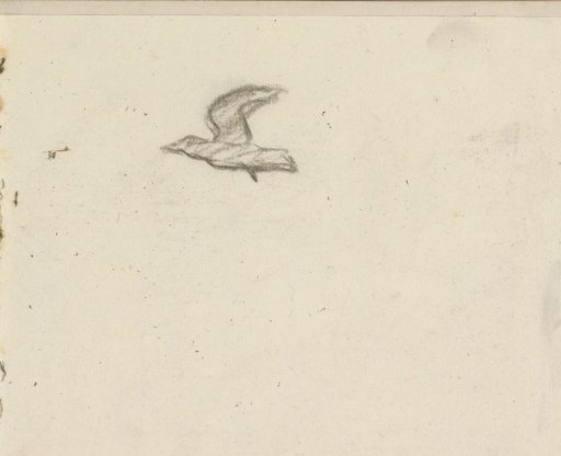 Bird in Flight
