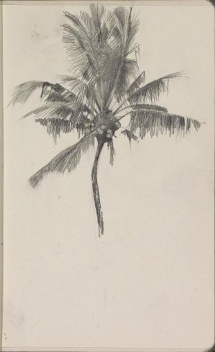 Palm Tree