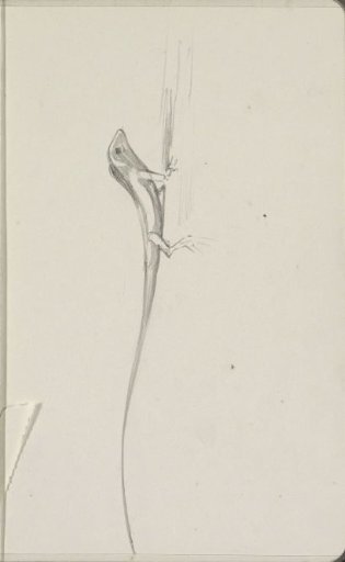 Lizard