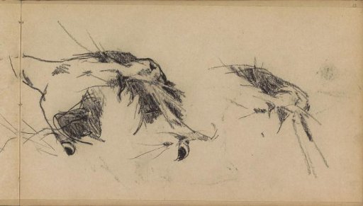 Studies of the cat Lola