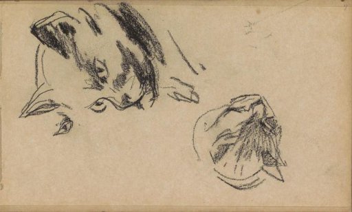 Studies of the cat Lola