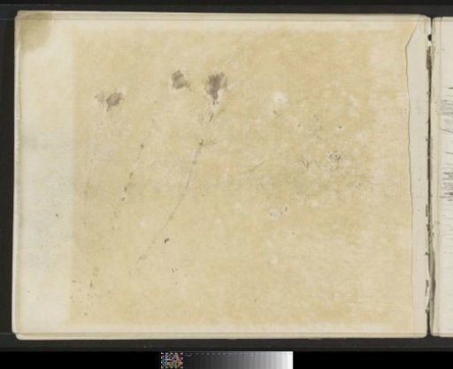 Study, possibly of vegetation