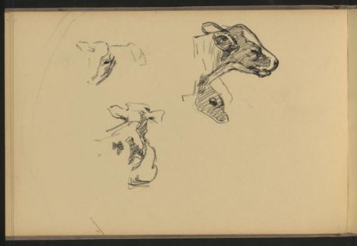 Study Sheet with Cows