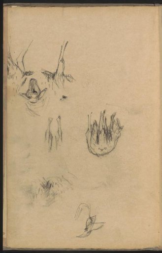 Study sheet with sheep