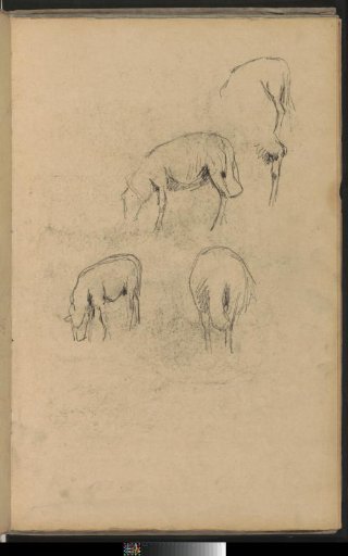 Study sheet with sheep