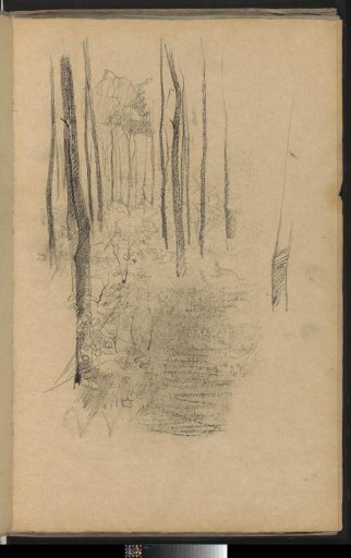 Forest Path