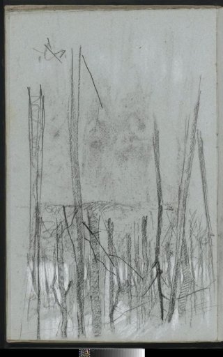 Forest view