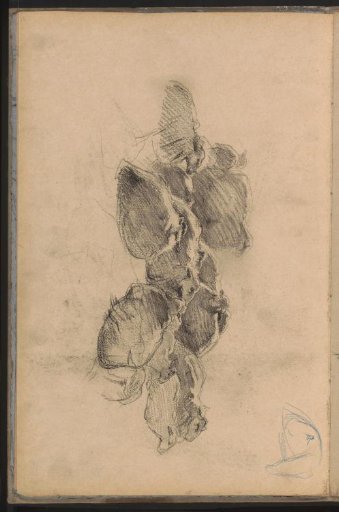 Recumbent sheep and a sheep's head