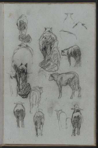 Study sheet with sheep