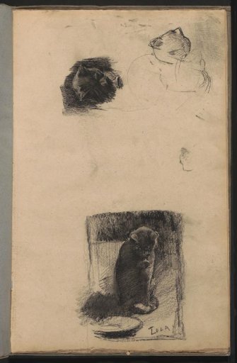 Studies of the cat Lola