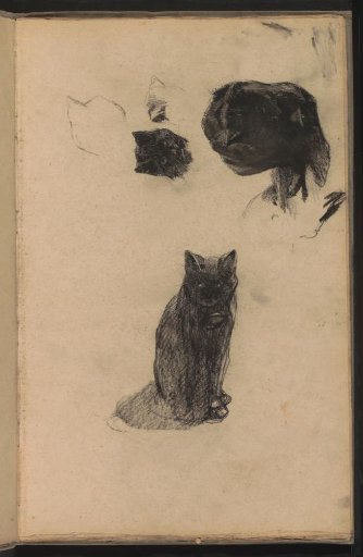 Studies of the cat Lola